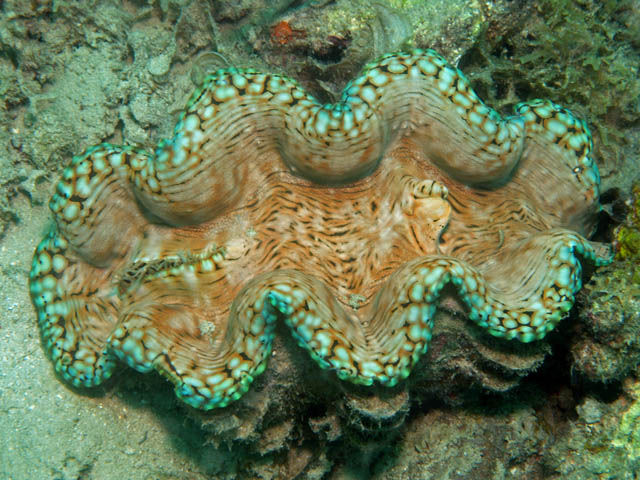 Tridacna squamosa